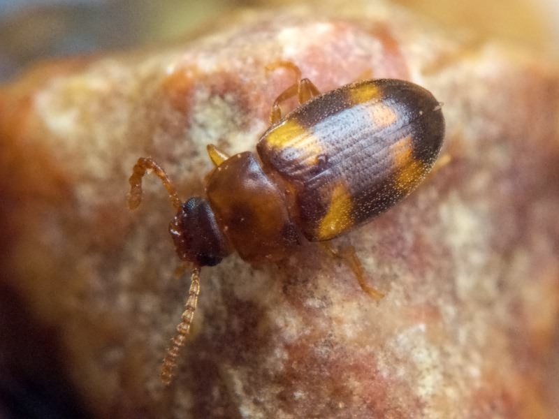 Alphitophagus bifasciatus (Say, 1823)